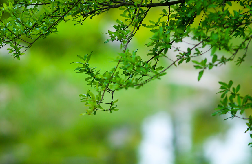 qingming